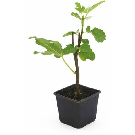 Figuier Carica 'Goutte d'Or' (Ficus Carica) - Godet - Taille 13/25cm