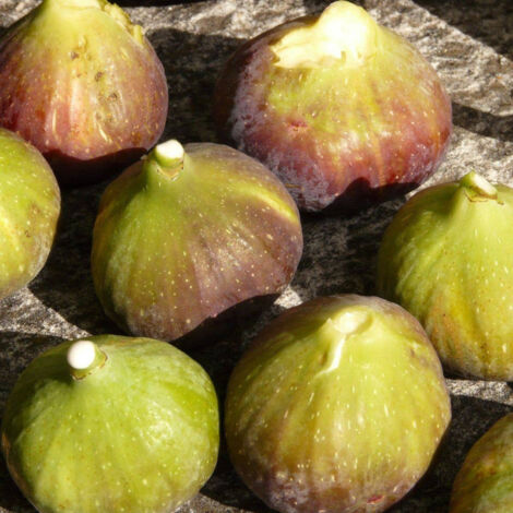 Figuier carica Goutte d'or