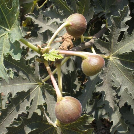 Figuier carica Ice Crystal® | Pot de 7,5L - 40/60 cm