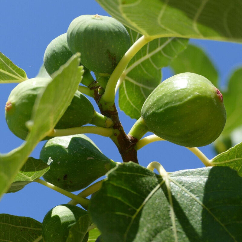 Plantes Avenue - Figuier Violette d'Argenteuil/Pot de 7,5L
