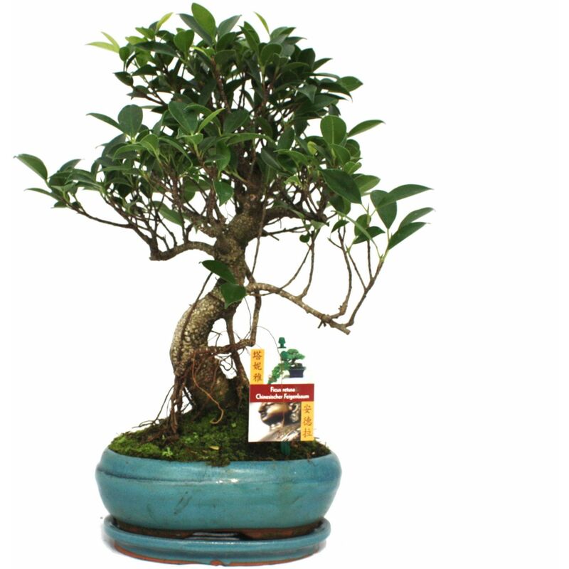 Exotenherz - Figuier chinois Bonsaï - Ficus retusa - ca. 8 ans