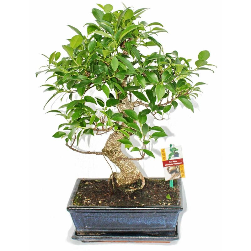 Figuier chinois Bonsaï - Ficus retusa - env. 10 ans