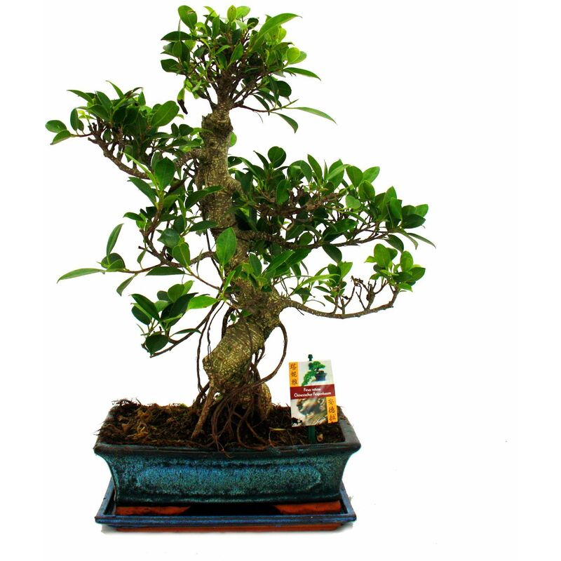 Exotenherz - Figuier chinois Bonsaï - Ficus retusa - env. 12-15 ans