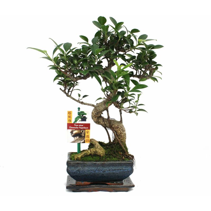Exotenherz - Figuier chinois Bonsaï - Ficus retusa - env. 6 ans