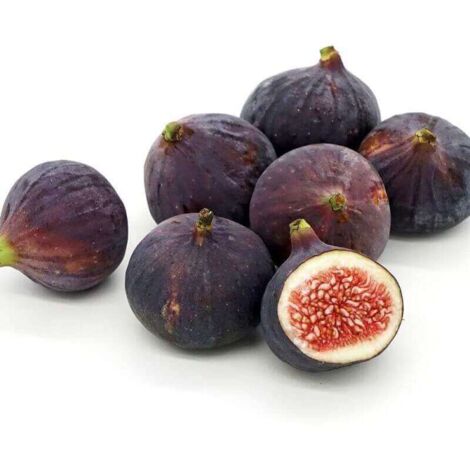 Figuier Commun (Ficus Carica)