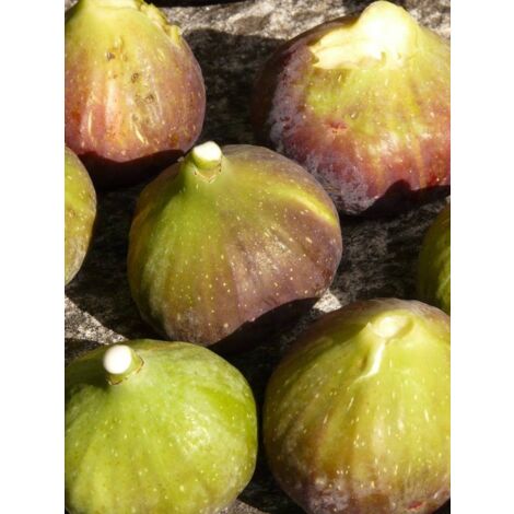 Figuier 'Goutte d'Or' Pot de 2L/3L
