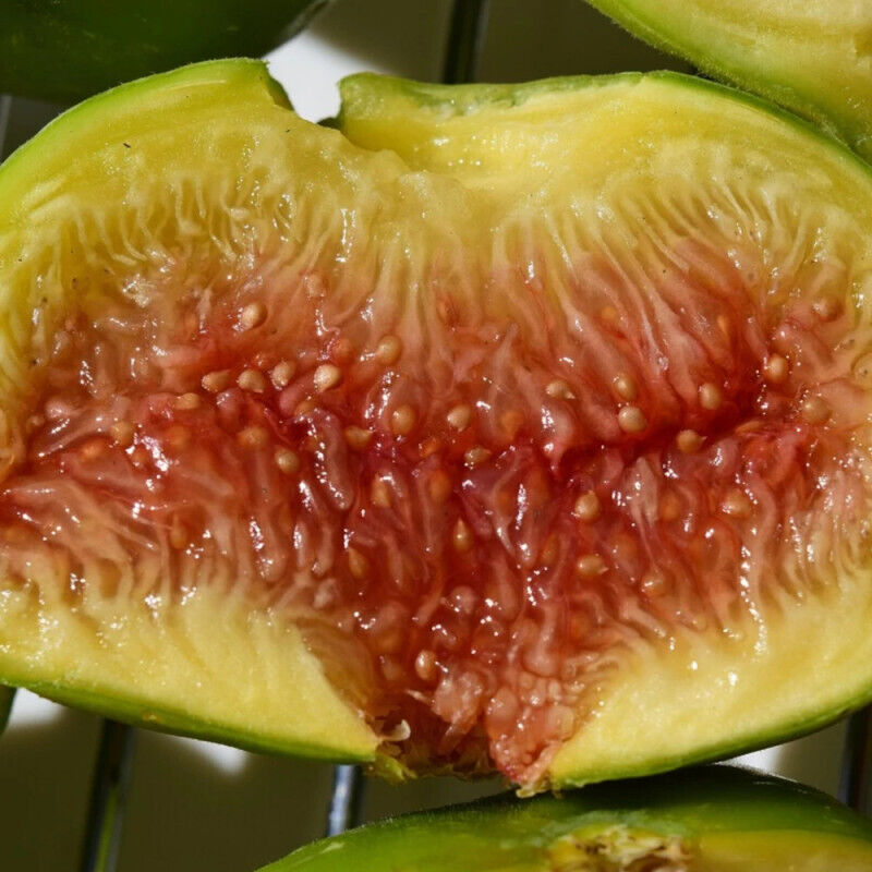 Figuier Lattay/Pot de 7,5L