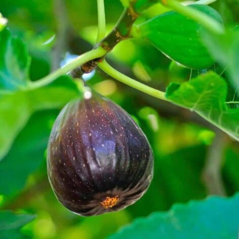 Figuier Violette De Sollies (Ficus Carica) - Godet - Taille 13/25cm