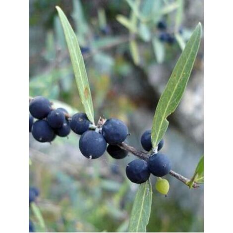 Filaria angustifolia Pot de 2L/3L