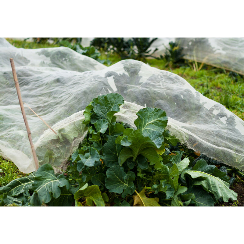 Filet anti-insectes 50gr/m² 2.1m x 10m Cristal