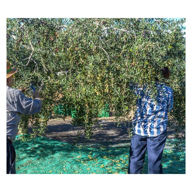 Filet de Récolte 65g (Nappe avec oeillet) Taille Filet: 6 x 12 m