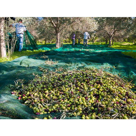 Filet de récolte Pantalon 50gr/m² Vert 6m x 6m