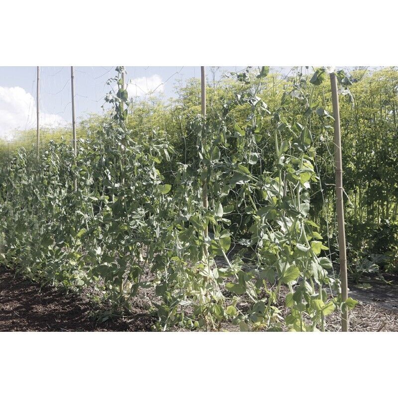 NORTENE Filet à ramer Trellinet Bio en bio compostable -