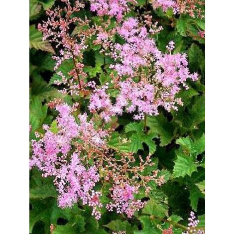 Filipendula vulgaris 'Kahome' Godet de 8/9 cm