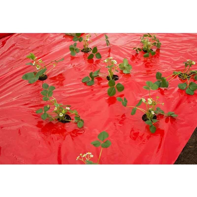 Nature - Film de paillage fraises, l 10 m - rouge