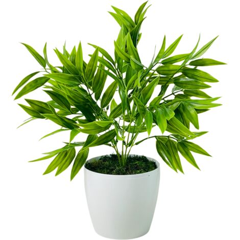 Fiore in vaso - Ruscus verde 25 cm