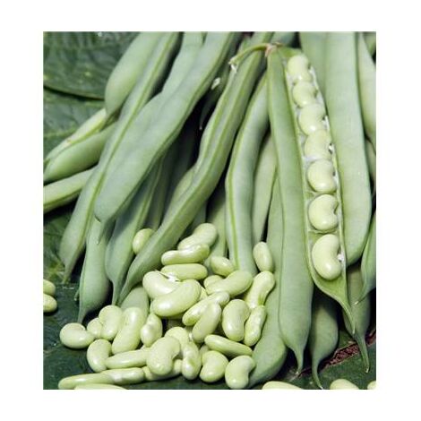 FLAGEOLET FLAJOLY - 150 G - GRAINES DE LÉGUMES