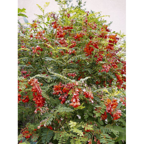 Flamboyant d'Hyères Pot de 2L/3L
