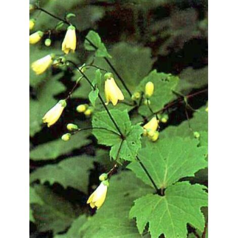 Fleur de cire Godet de 8/9 cm