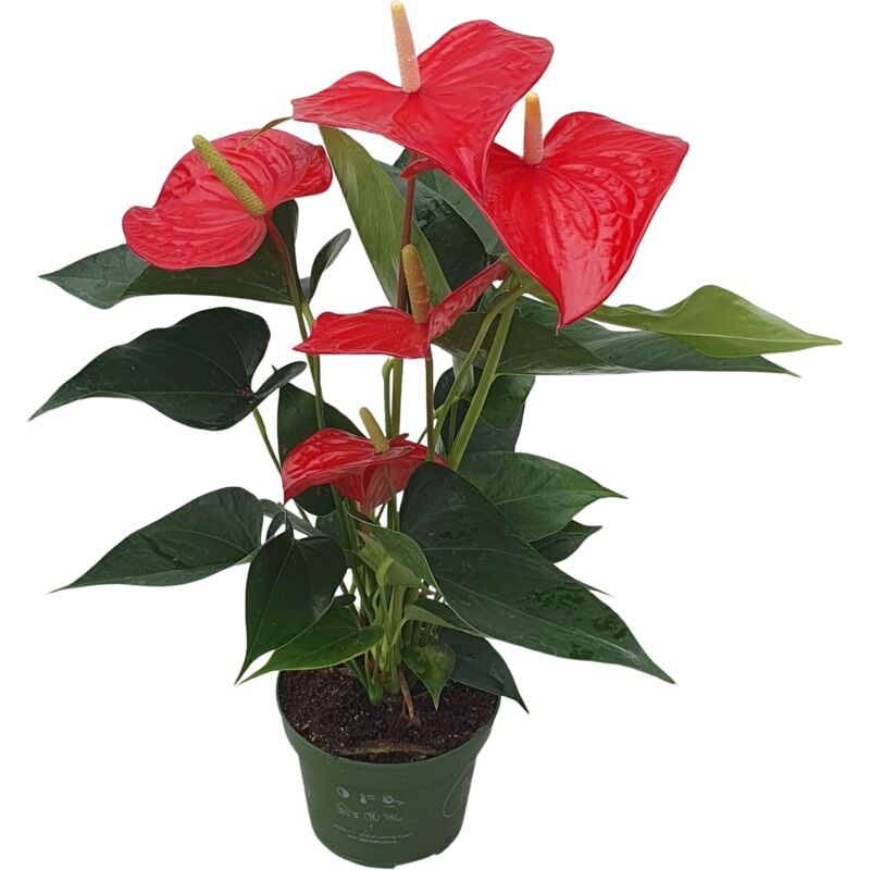 Plant In A Box - Langue de feu - Anthurium 'Royal Champion' - Hauteur 35-45cm - ø12cm