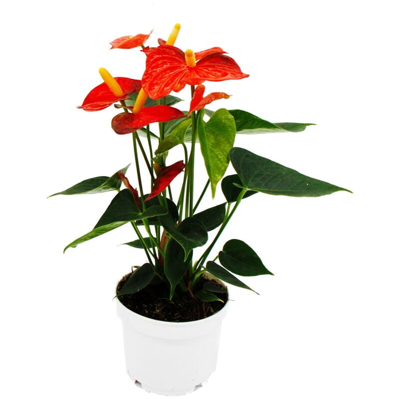 Fleur de flamant rose - Anthurium andreanum - Anthurium - pot 12cm - Orange Champion