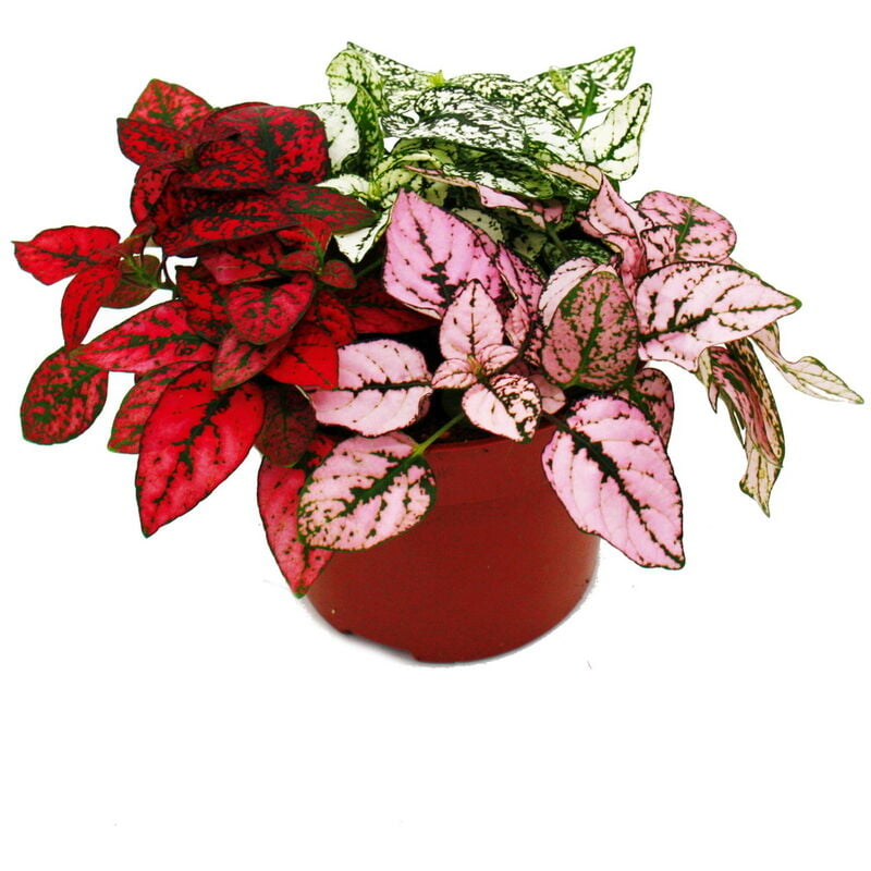 Fleur de point tricolore- Hypoestes phyllostachya - pot de 12cm - avec trois couleurs différentes