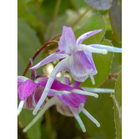 Fleur des elfes à grandes fleurs 'Purple Pixie' Godet de 8/9 cm