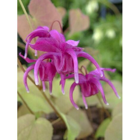 Fleur des elfes à grandes fleurs 'Red Beauty' Godet de 8/9 cm