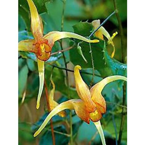 Fleur des elfes 'Amber Queen' Godet de 8/9 cm