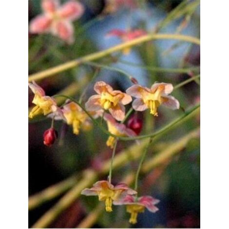 Fleur des elfes 'Black Sea' Godet de 8/9 cm