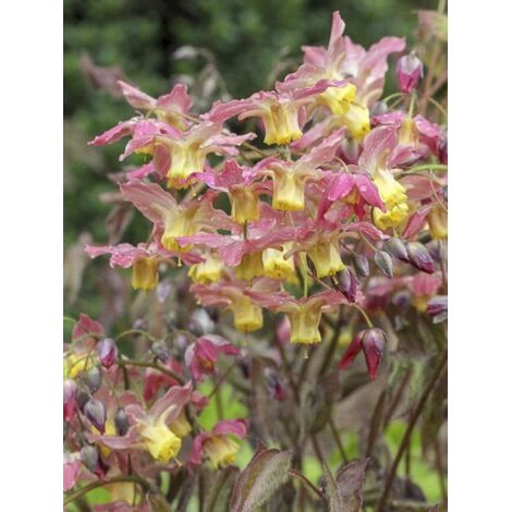 Fleur des elfes 'Cupreum' Godet de 8/9 cm