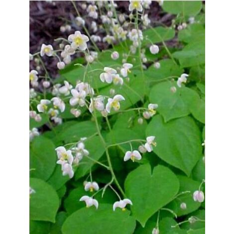 Fleur des elfes pubigerum Godet de 8/9 cm