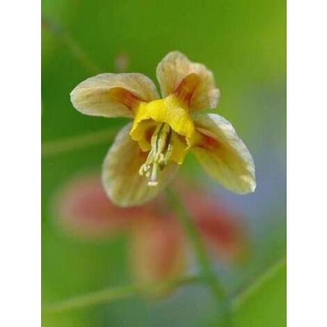 Fleur des elfes pubigerum 'Oranjekönigin'