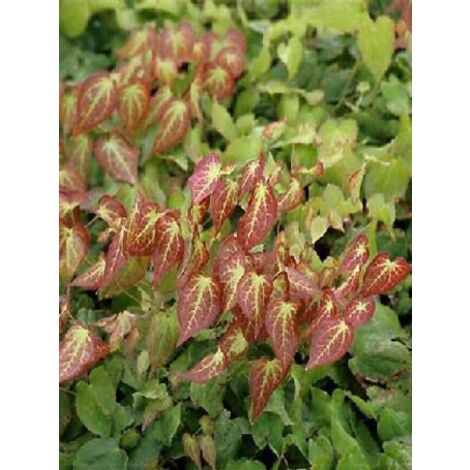 Fleur des elfes rouge