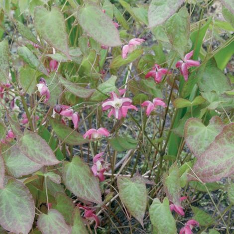 Fleur des elfes rouge Pot de 2L/3L