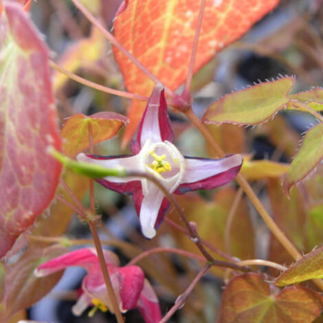 Fleur des Elfes rubrum, Epimedium/Lot de 3 godets