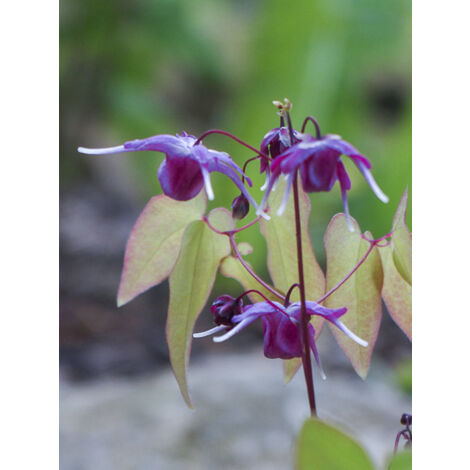 Fleur des elfes 'Shiho' Godet de 8/9 cm