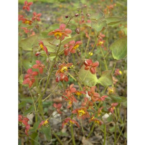 Fleur des elfes warleyense 'Ellen Willmott' Godet de 8/9 cm