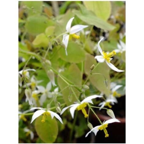 Fleur des elfes 'Wudang Star' Godet de 8/9 cm