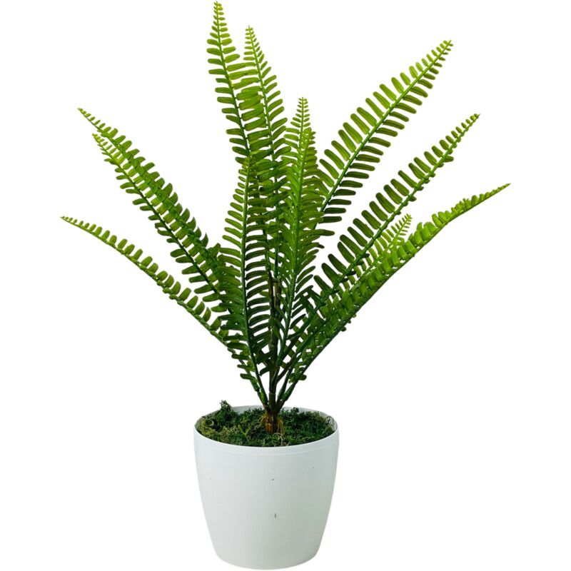 Fleur en pot - Fougère, fougère en pot 43 cm
