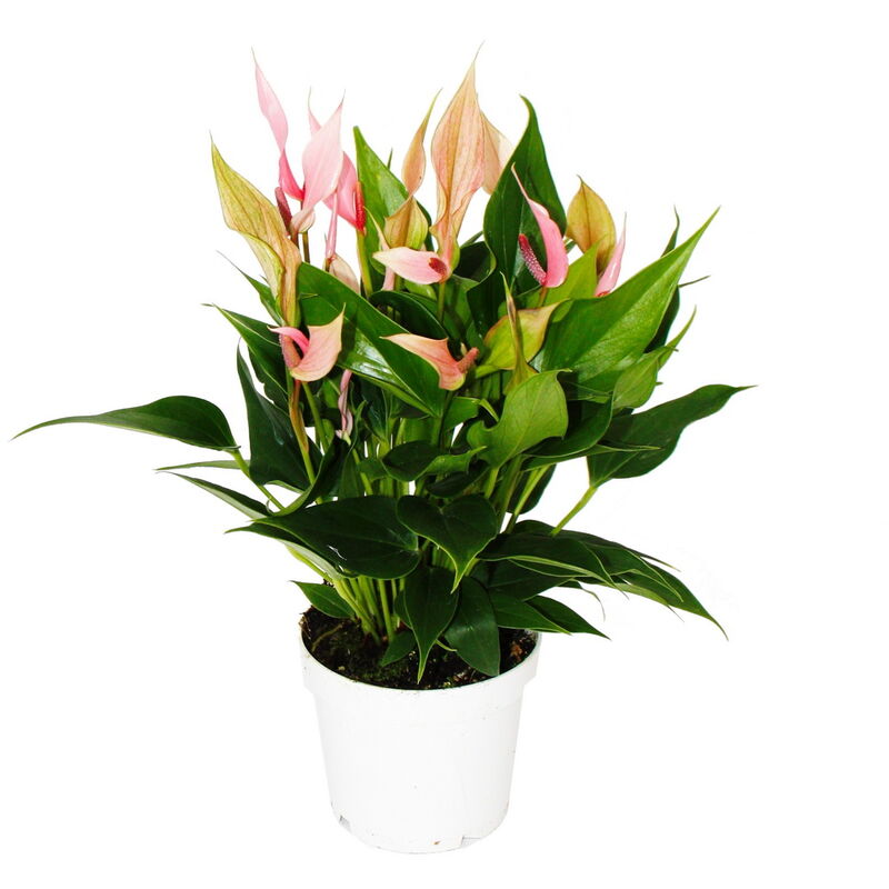 Exotenherz - Fleur flamant rose - Anthurium andreanum - Anthurium - pot 12cm - petites fleurs roses - Lilli