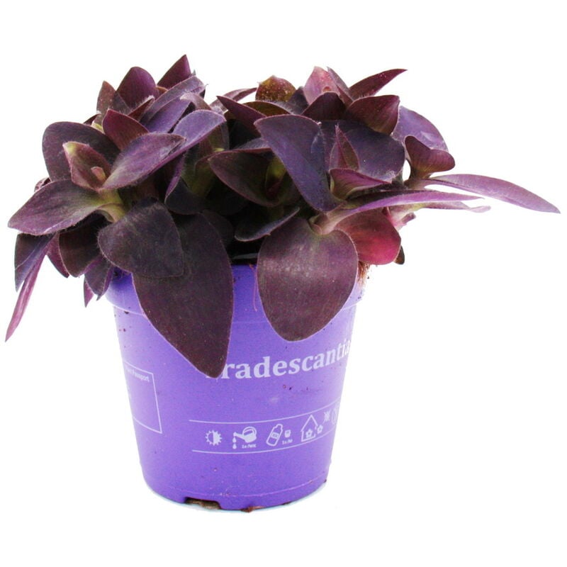 Exotenherz - Fleur à trois mâts - Tradescantia pallida - plante d'intérieur suspendue facile d'entretien - feuille rouge - pot 12cm - violet