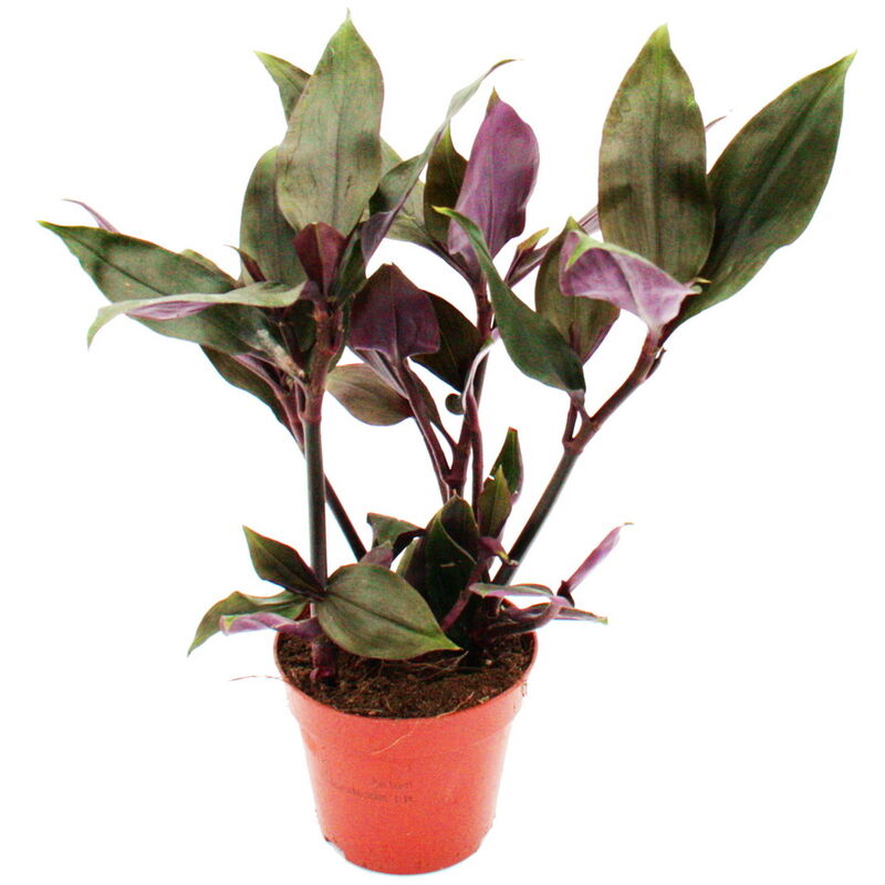 Fleur à trois mâts - Tradescantia spathacea Roxxo - plante d'intérieur facile d'entretien - feuille rouge - pot 12cm - violet