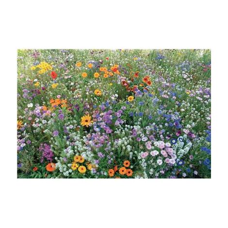 FLEURS ABEILLES ET PAPILLONS - Graines de fleurs - 10 G