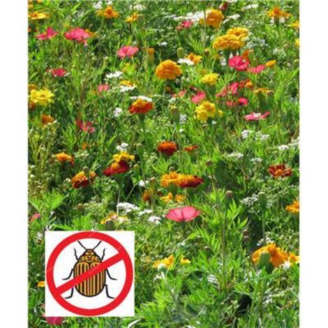 FLEURS ANTI DORYPHORES - 15 G - Graines