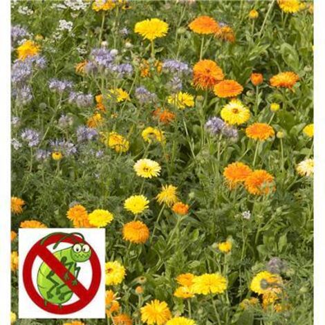 FLEURS ANTI PUCERONS - 15 G - Graines