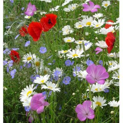 FLEURS CHAMPETRES - Graines de fleurs - 10 G