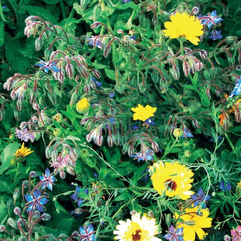 Fleurs en mélange anti-limaces - Multicolore