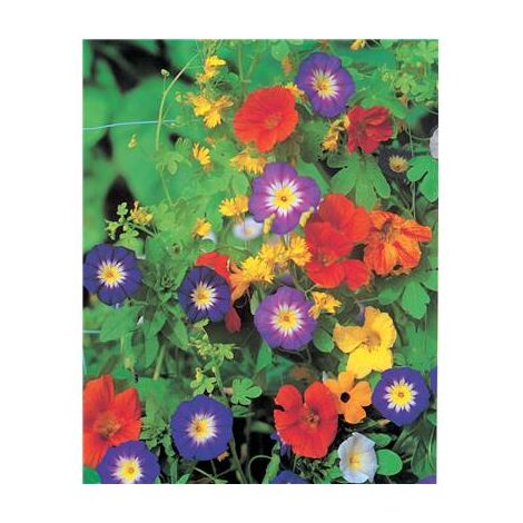 FLEURS GRIMPANTES - Graines de fleurs - 10 G