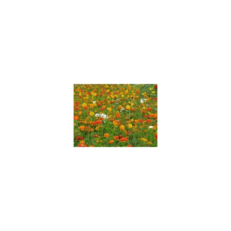 Graines Bocquet - Fleurs Orange Eclair - 3g